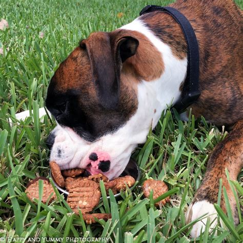 Buford's Easy Peanut Butter Dog Cookies - Happy and YummyHappy and Yummy