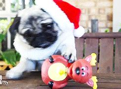 Dog Christmas GIF - Find & Share on GIPHY