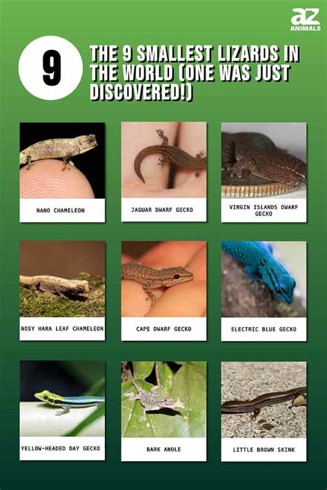 Types Of Small Pet Lizards