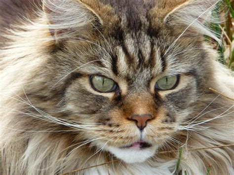 Cómo es el gato Maine Coon - 4 pasos