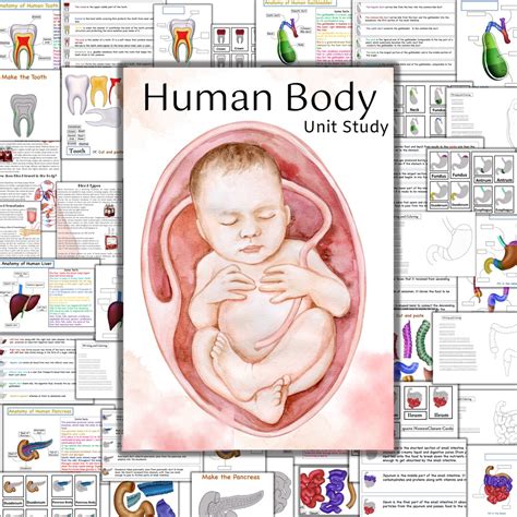 Human Body Unit Study, Skeleton Anatomy, Heart Anatomy, Brain Anatomy ...