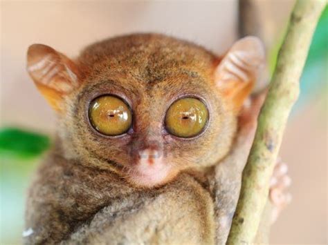 philippine-tarsier-eyes-are-bigger-than-brain-can-rotate-180-degree