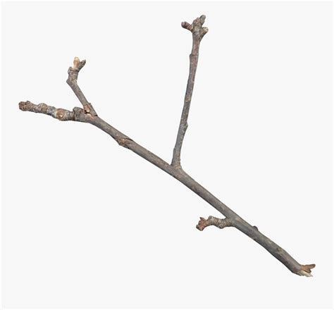 clipart twigs 10 free Cliparts | Download images on Clipground 2024