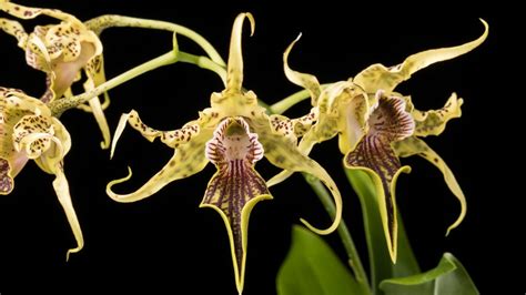 Care of Dendrobium - Smithsonian Gardens