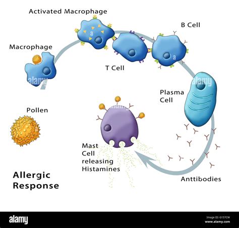 Illustration showing the allergic response to pollen Stock Photo - Alamy