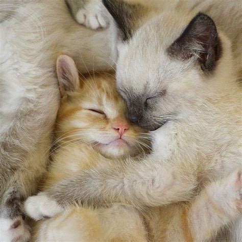 Cute Kittens Hugging | [+] CUTE KITTENS