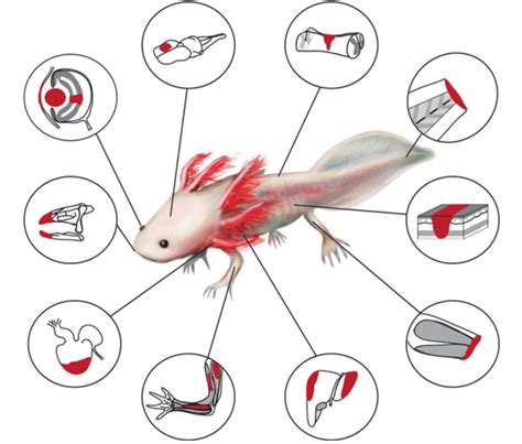 First-ever Axolotl Stereo-seq reveals brain regeneration insights