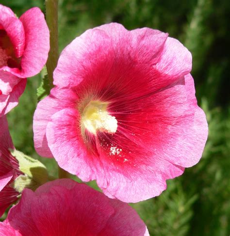 Alcea rosea (Hollyhock, Hollyhocks) | North Carolina Extension Gardener ...