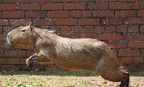 How Fast Can a Capybara Run? - CapybaraTips