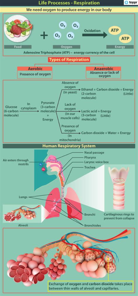 Anaerobic Respiration In Humans