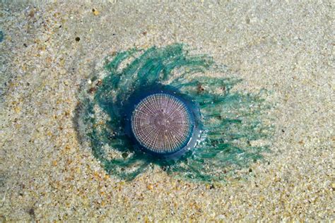 Rare 'blue button' jellyfish spotted at Jersey Shore in wake of ...