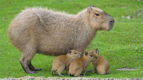 Capybara mother and her babies | A cute scene of a capybara … | Flickr