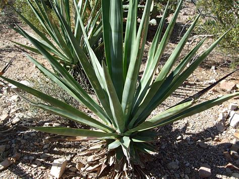 Long green leaves - pictures of Agave Sisalana - Southwest USA Agave