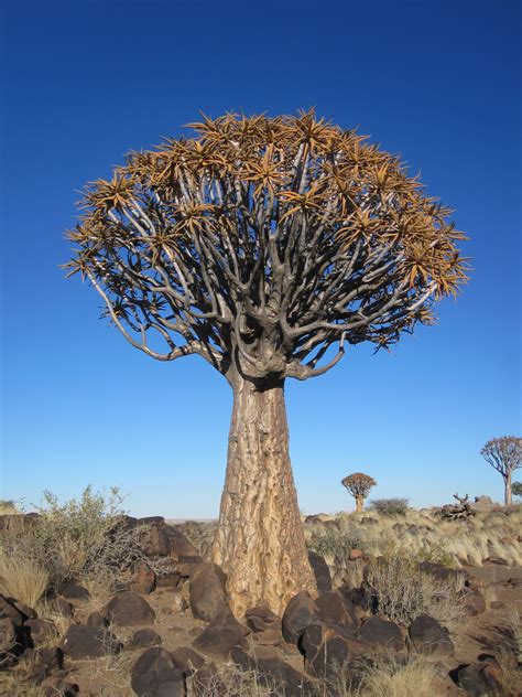 File:Aloe dichotoma -Keetmanshoop, Namibia-21Aug2009-2.jpg - Wikipedia