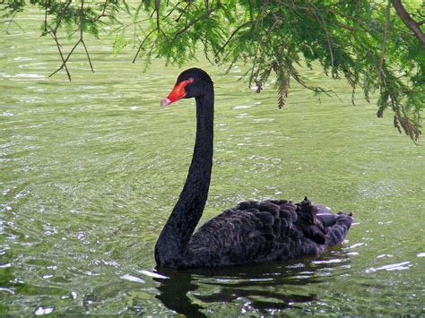 Swan Lake Black Swan Photograph by Making Memories Photography LLC - Pixels