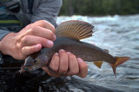 Arctic Grayling - Milton Lake Lodge