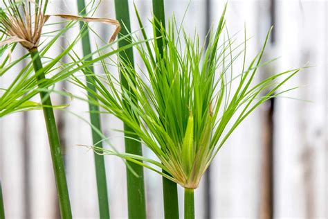 Papyrus Plant: Care and Growing Guide