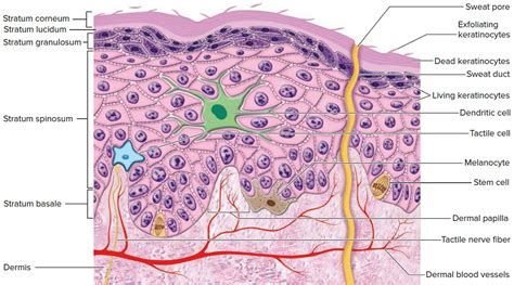 Skin - Functions, Layers, Cells, Color, and Structure