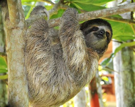 a sloth hanging upside down on a tree branch