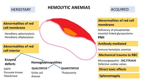 HEMOLYTIC ANEMIA - Extravascular vs Intravascular hemolysis ...