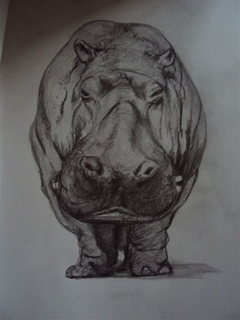 Pin by Smarty McPants on Tiger Love | Hippo drawing, Hippo tattoo ...