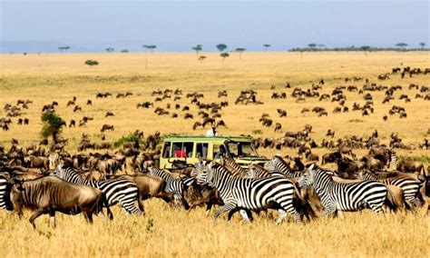 Serengeti national park wildlife safaris | Serengeti Safaris Tours ...