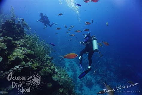 Shooting the Deep Blue – Diving Roatan Honduras