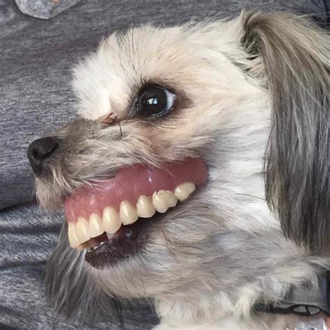 Dog Wears Dentures, Photos | PEOPLE.com