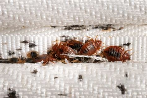 10 Common House Bugs In Colorado You Need To Watch Out For