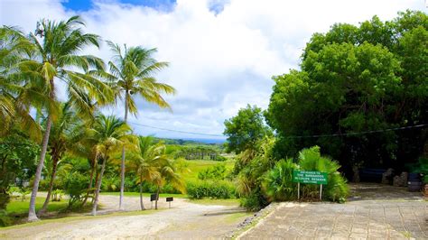 Barbados Wildlife Reserve in Speightstown, | Expedia