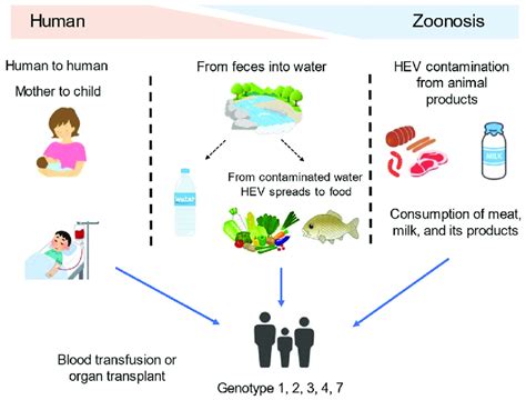 Transmission routes of the hepatitis E virus to humans. | Download ...