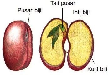 Gambar Struktur Biji Dikotil Dan Monokotil – kabarmedia.github.io