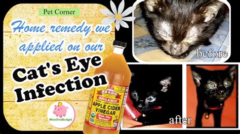 CAT EYE INFECTION - HOME REMEDY (for our newly adopted cat) ️ ...