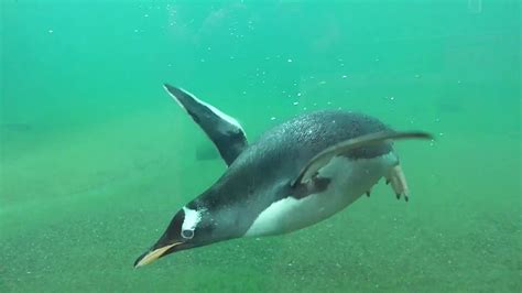 Penguins Swimming - YouTube