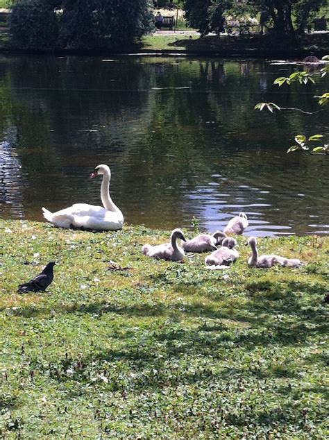 St James Park, London | Travel spot, St james' park, Animals beautiful