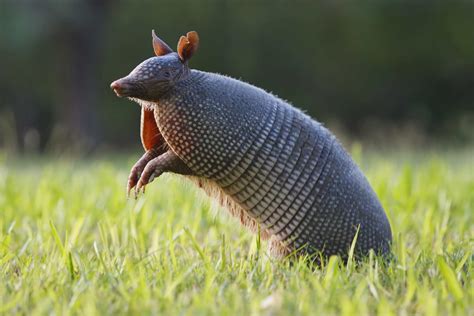 10 Facts About Armadillos