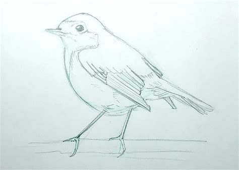 How to get started with sketching birds | Julia Bausenhardt