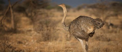 Ostrich | African Wildlife Foundation