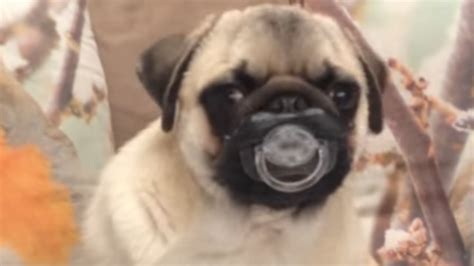 Top 30 Funniest and Cutest Pug Dog Videos Compilation - YouTube