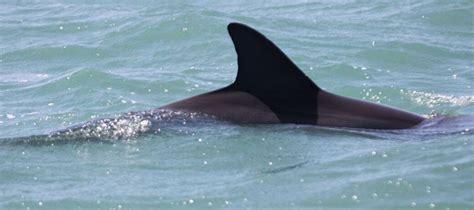 12 Different Dolphin Dorsal Fins - Clearwater Marine Aquarium