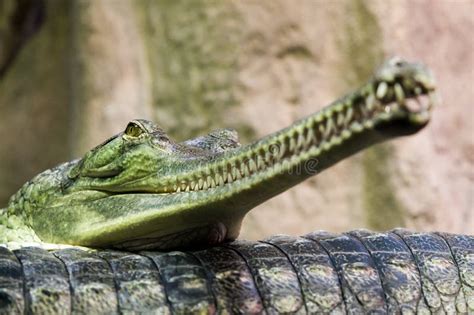 Double Portrait of the Gharials ,Gavialis Gangeticus Lying on Each ...