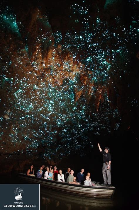 Luminescent Glowworms Illuminate Caves in New Zealand