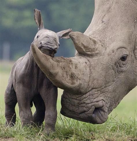 Cute baby rhino and mother | Cute Rhinos & Cartoons | Pinterest | Cute ...