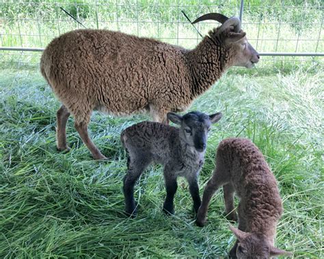 Soay Sheep-The Perfect Livestock for a Small Homestead