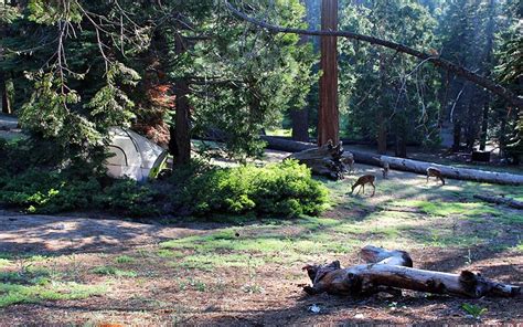 9 Best Campgrounds at Kings Canyon National Park, CA | PlanetWare