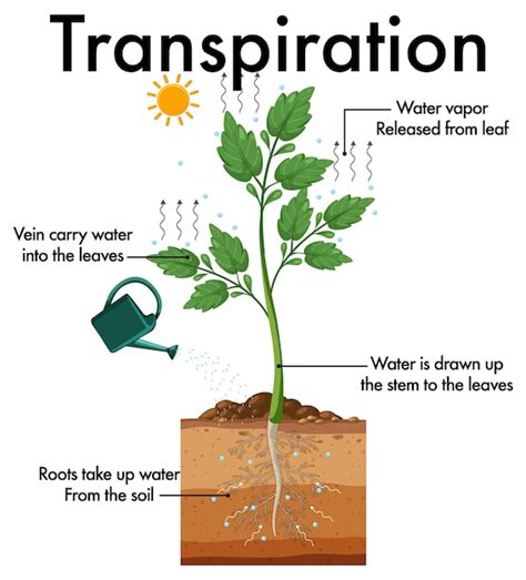 Premium Vector | Diagram showing plant transpiration