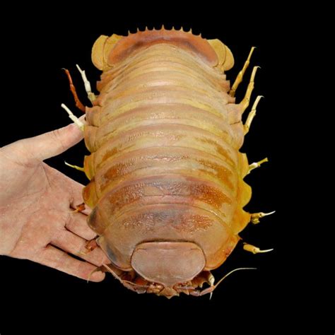 Uncommon Deep-Sea Giant Isopod - world's largest Isopod - - Catawiki