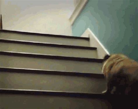 Fall Down Stairs Gif