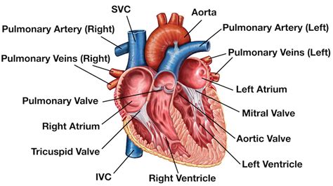 Label Easy Simple Human Heart Heart Diagram - nachmacherin80