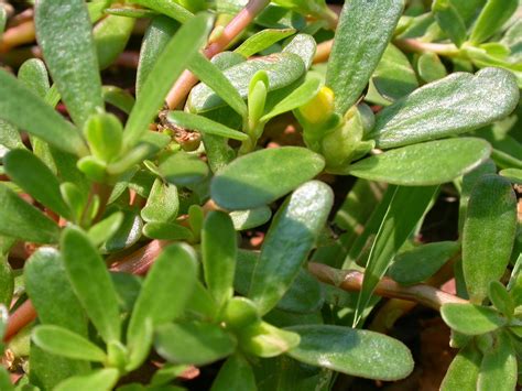 Backyard Patch Herbal Blog: Purslane - Herb of the Week